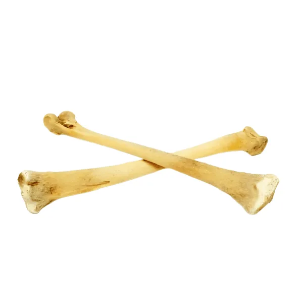 Bone